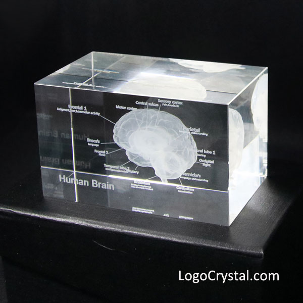 Láser 3D Modelo humano anatómico Láser Grabado Láser Cristal Cristal Cubo Anatomía Mente Neurología Pensamiento Ciencia médica Regalo, Este hermoso cristal muestra una imagen láser tridimensional del cerebro humano.